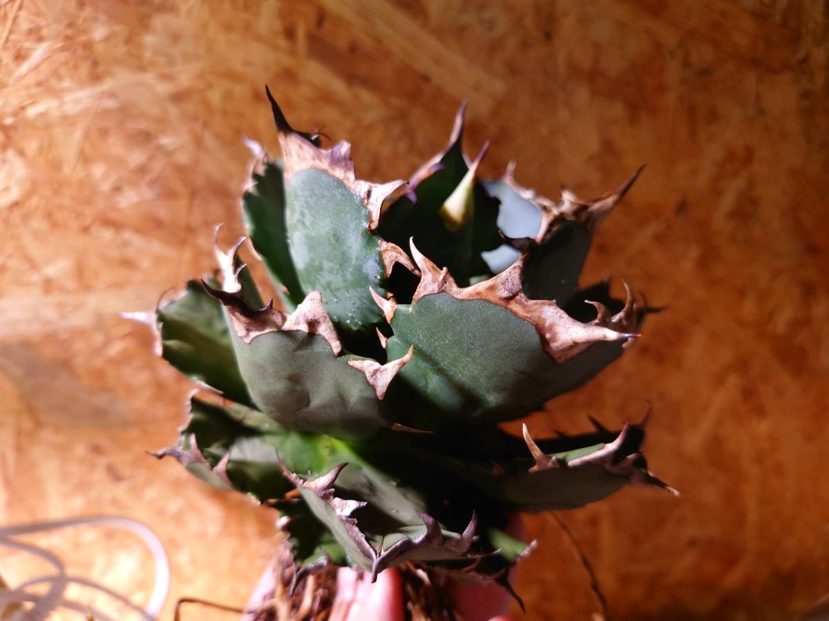 ◇アガベ◇チタノタ◇titanota◇ドワーフ◇姫巌竜◇fo076◇agave◇強棘 