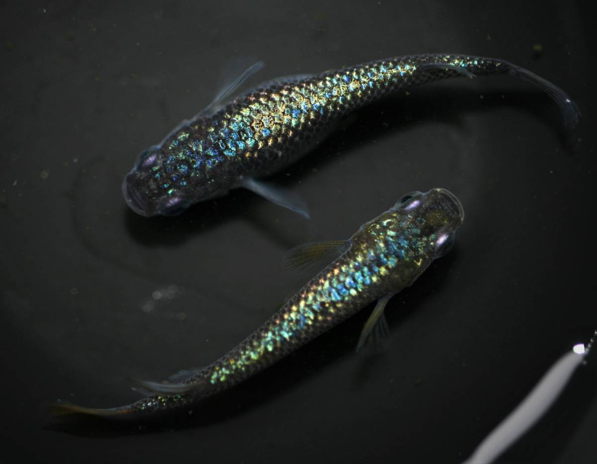 夢中メダカ】極上【令和黒ラメ幹之サファイア系】1ペア＋オス 種親クラス