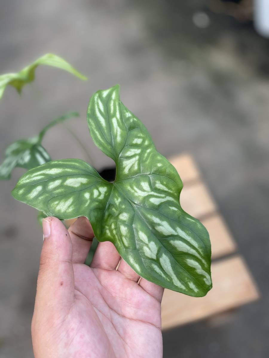 セルセティス・ミラビレ ★ CERCETIS MIRABILLIE ★ 99円スタート