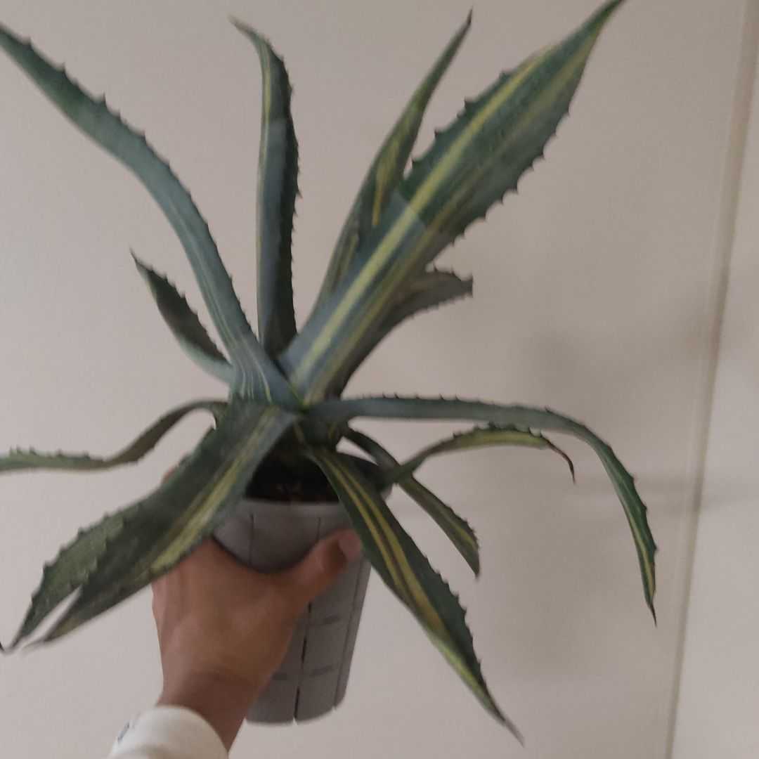 アガベ アメリカーナ 縞斑 アメリカーナ斑入り（白縞斑） Agave 斑入り