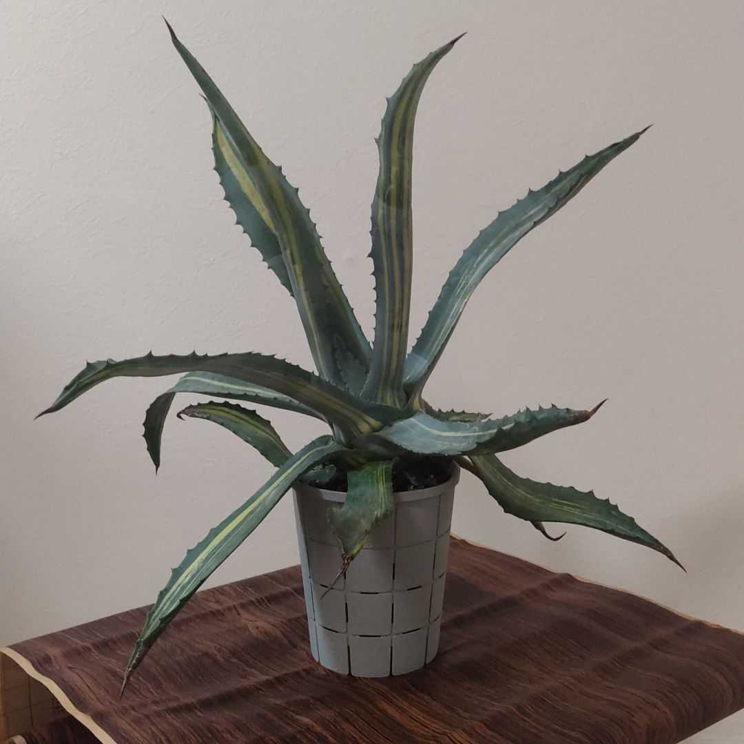 アガベ アメリカーナ 縞斑 斑入り植物 ドライガーデン コーデックス
