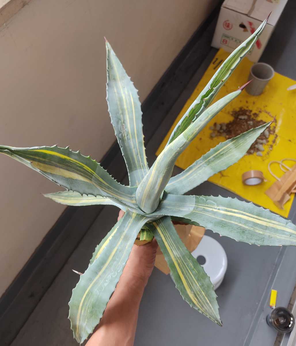 アガベ アメリカーナ 縞斑 斑入り植物 ドライガーデン アガベ アメリカーナ 縞斑 斑入り植物 ドライガーデン