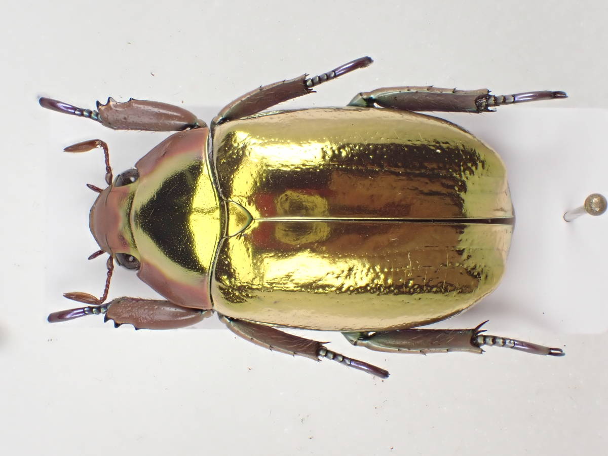 Chrysina アウリガンスプラチナコガネ プラチナコガネ カニンガム 27mm 