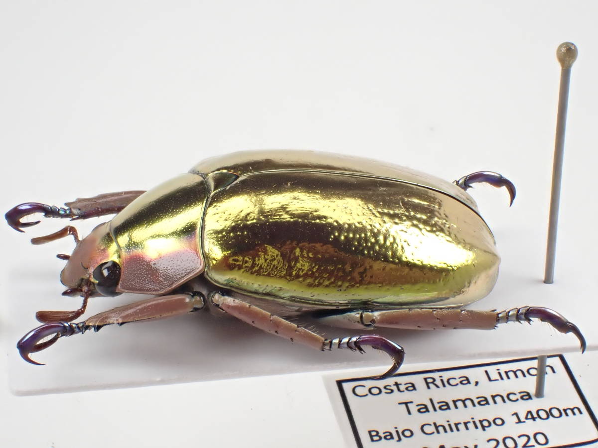 Chrysina アウリガンスプラチナコガネ プラチナコガネ カニンガム 27mm 