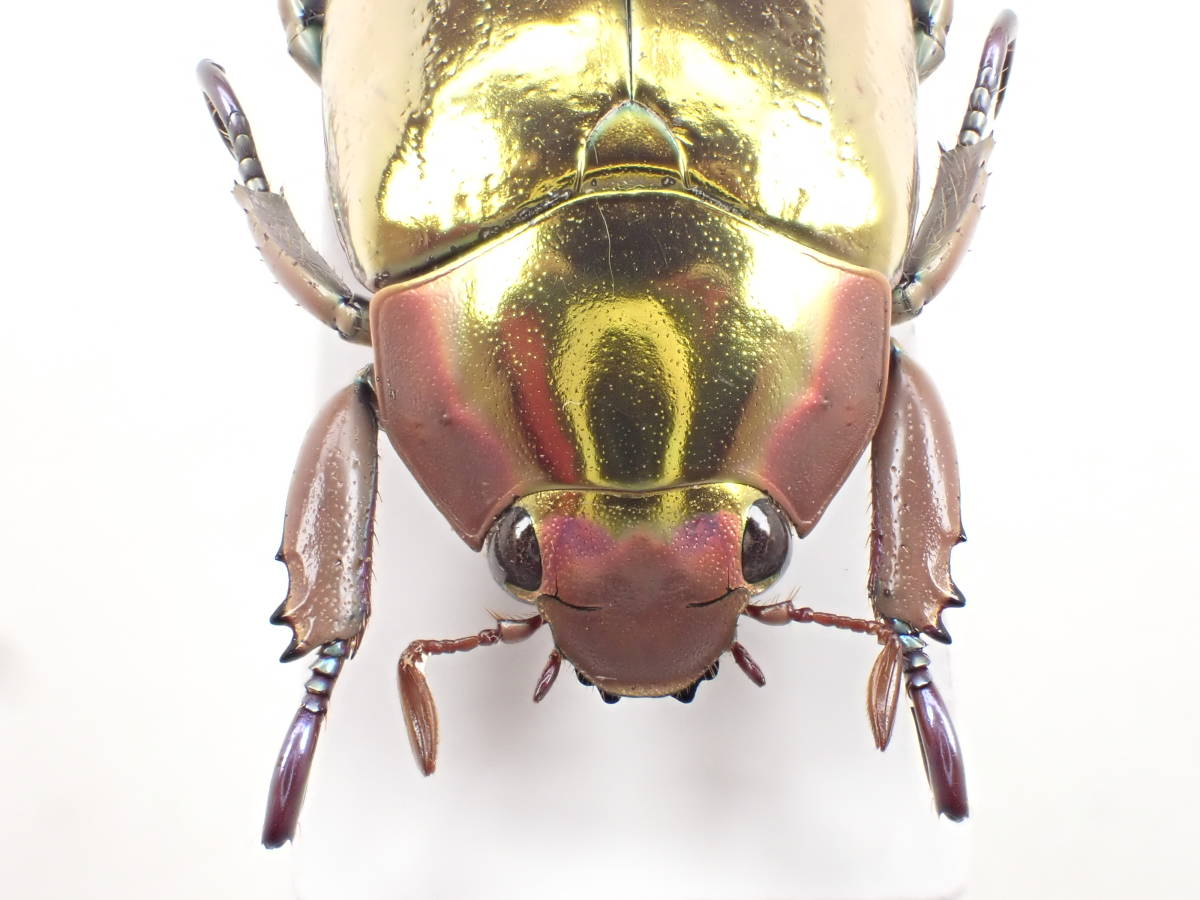 Chrysina アウリガンスプラチナコガネ プラチナコガネ カニンガム 27mm 