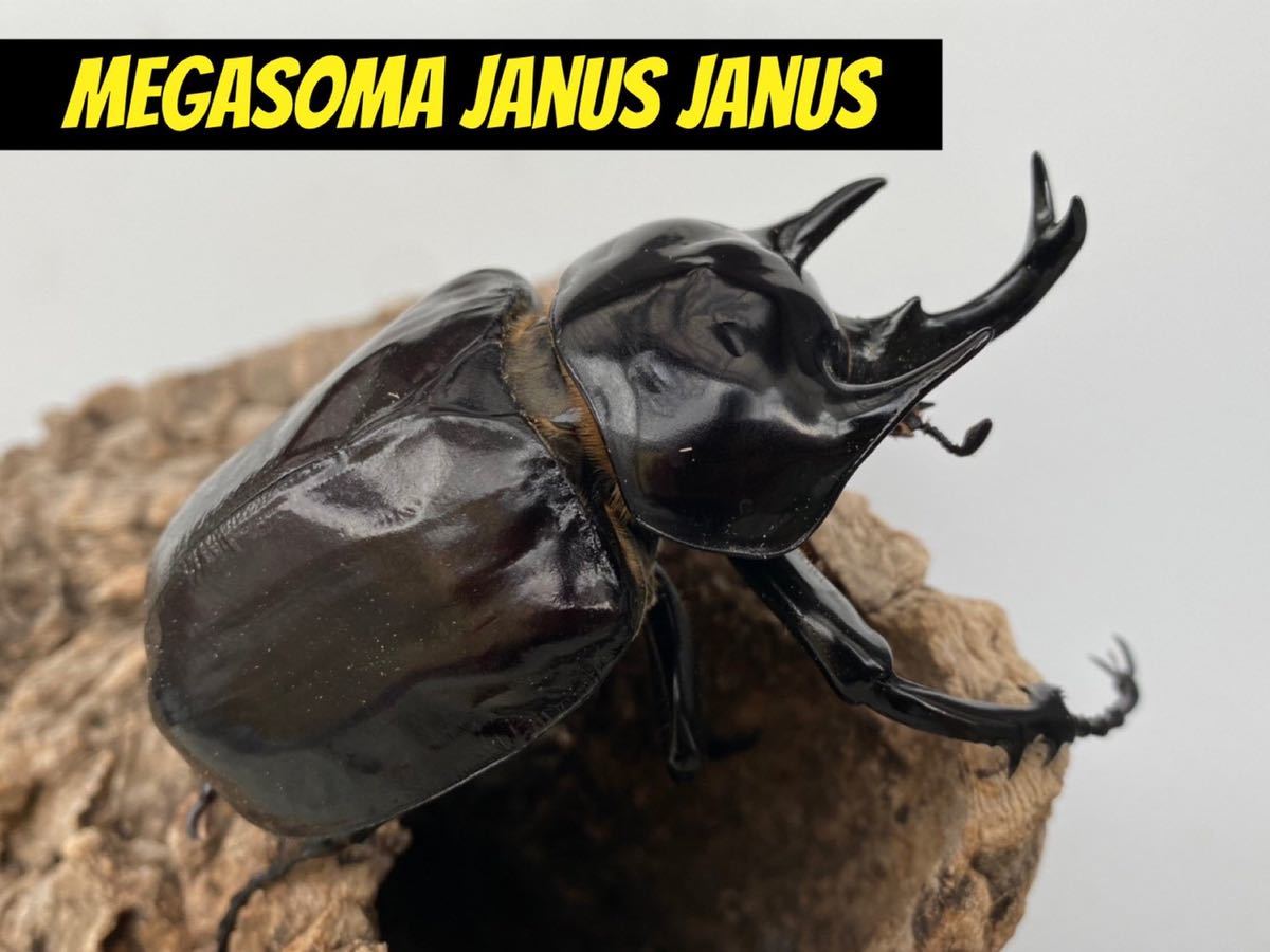 ヤヌスゾウカブト ゾウカブト ヤヌス・ヤヌス 標本 セット くわかぶ