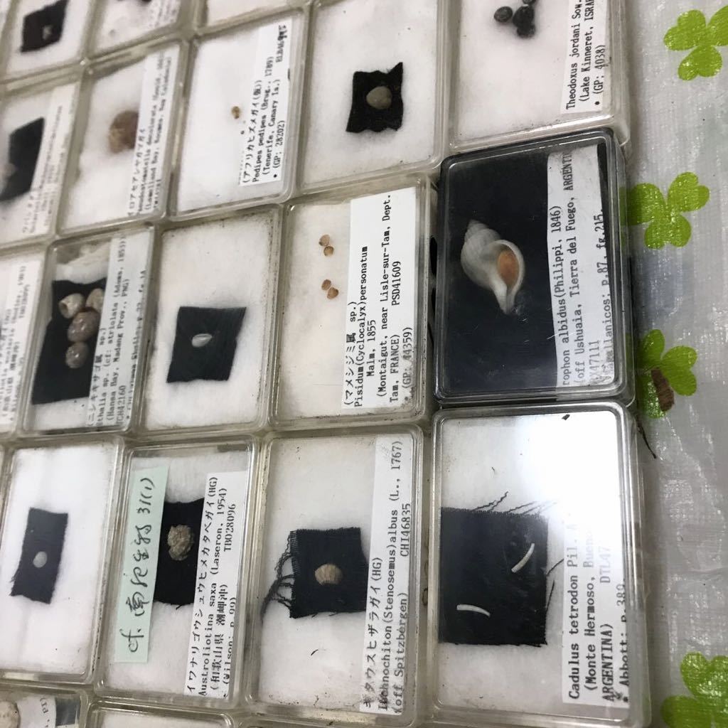 日本限定モデル K016 貝 標本 大量 まとめて【現状品】コレクター整理