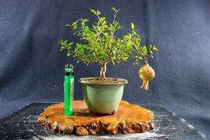 姫ザクロの値段と価格推移は 6件の売買情報を集計した姫ザクロの価格や価値の推移データを公開