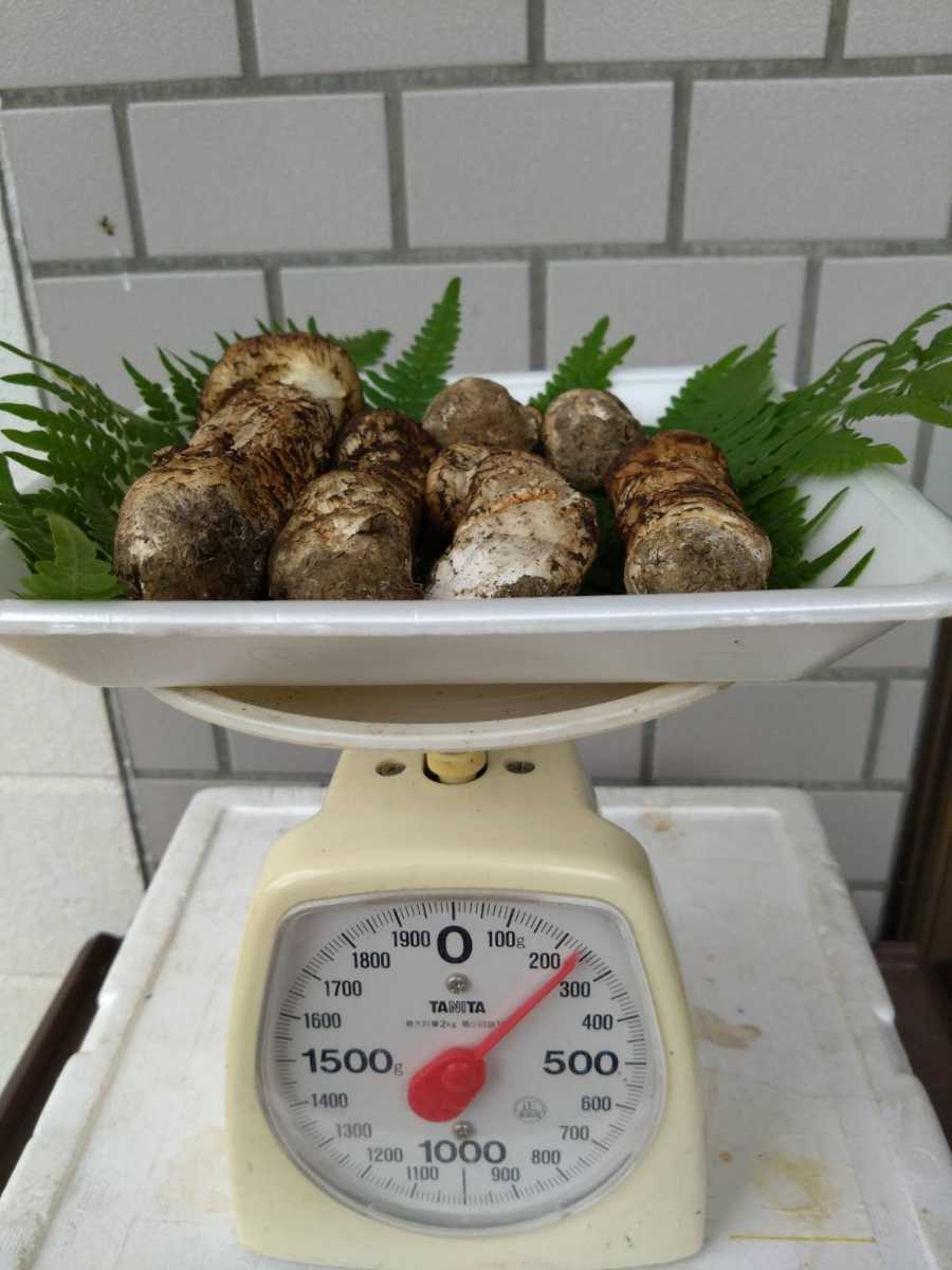 公式通販 松茸 10⁄11朝採れ 岩手県産 ≪2025年先行予約 9月中旬～10月 