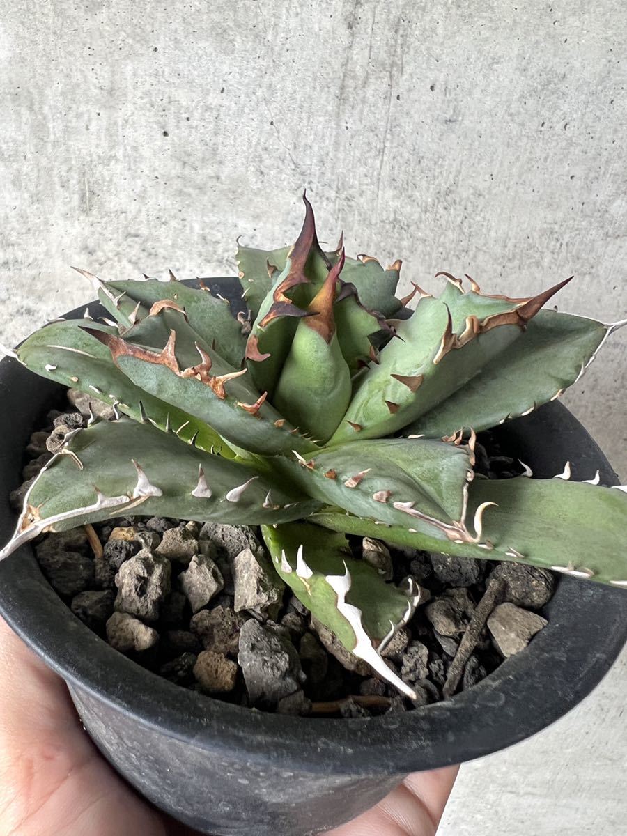 agave-isthmensis-kabutogani-v0-xoga76z07n4h1