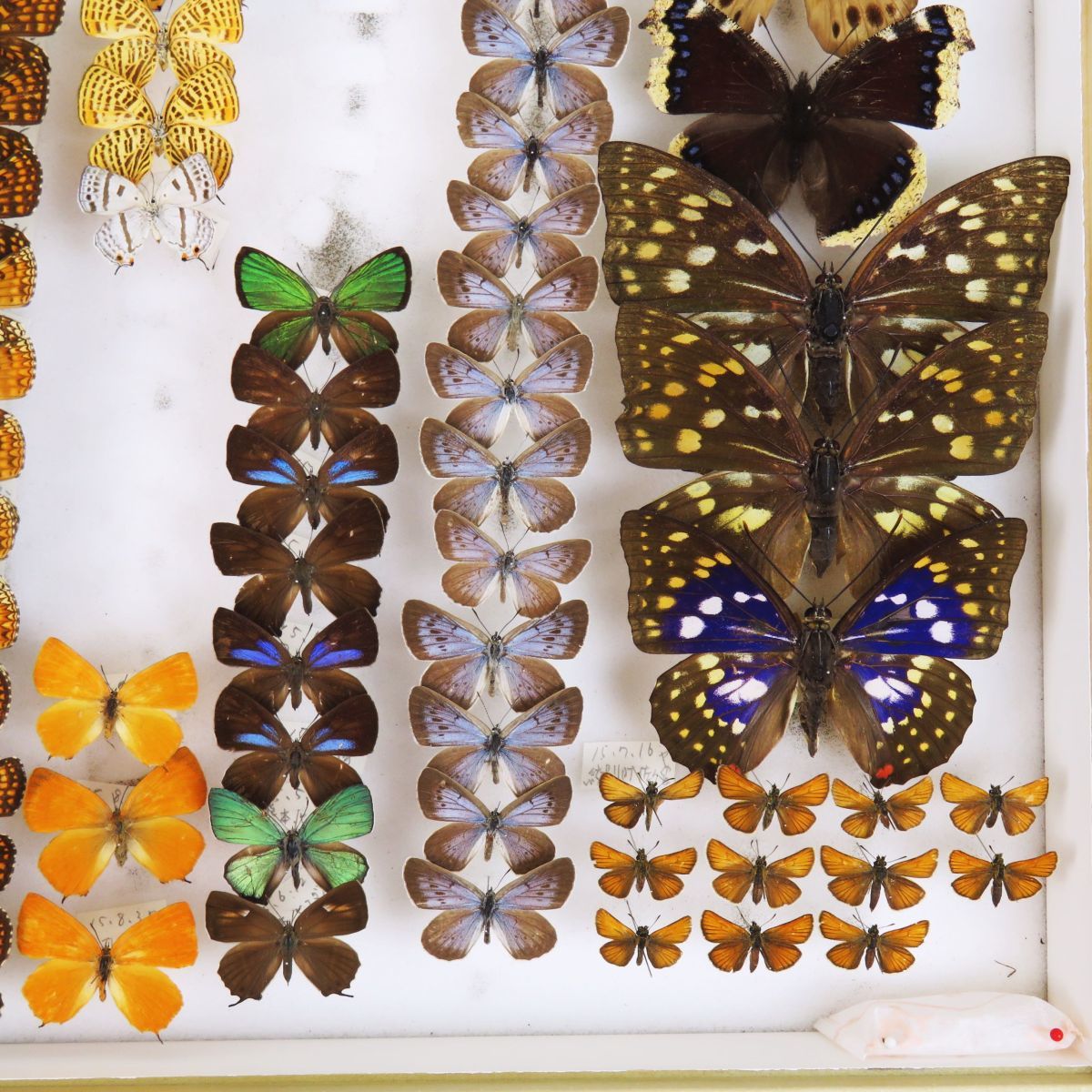 限定セール，大得価 佐四R5540□蝶 標本(11)『オオムラサキ/ウスバ