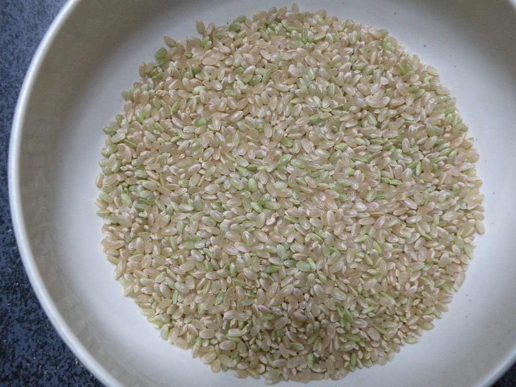 令和４年産　新米コシヒカリ　減農薬栽培米　玄米２０キログラム　送料無料_2