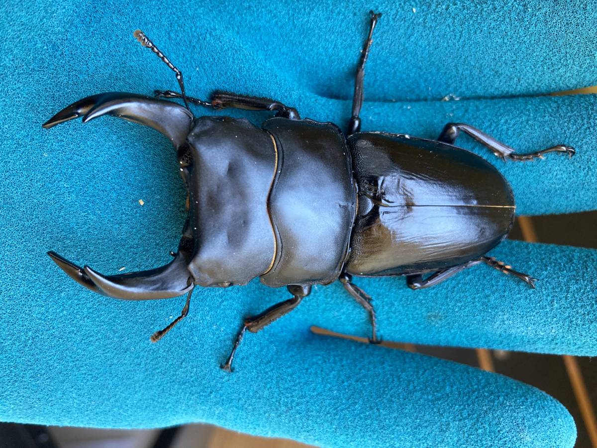 DRIP 】◇能勢YG血統◇ オオクワガタ ♂83.1mm+♀49.4mm 新成虫 