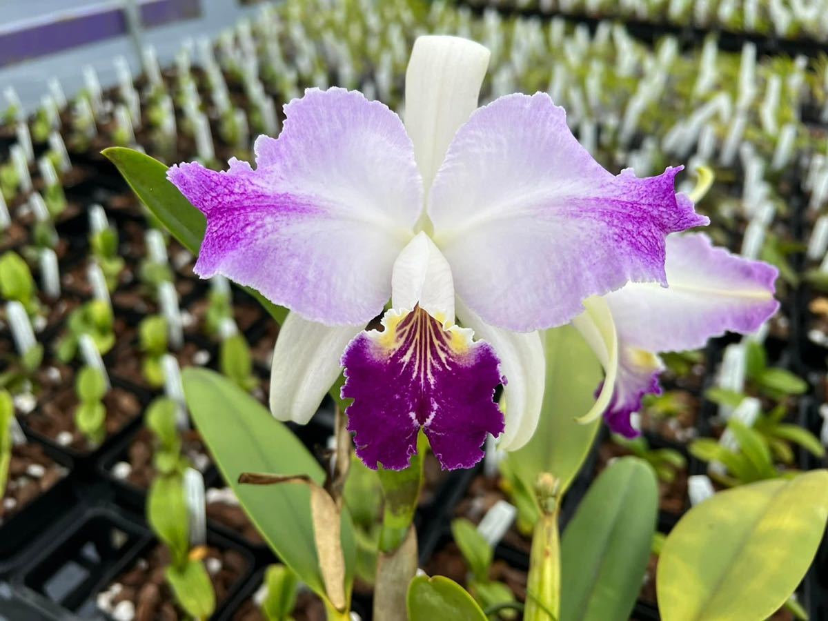 洋蘭 原種 カトレア C.lueddemanniana rubra 'Carlos' Yahoo