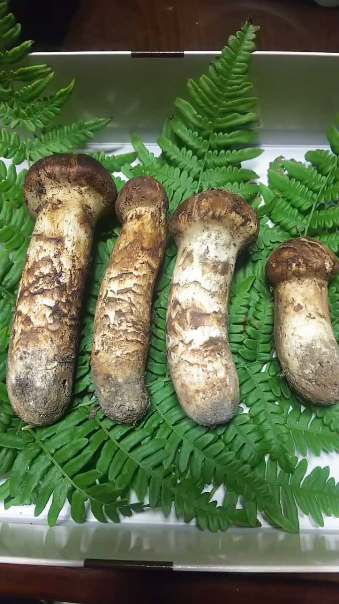 豊富な，大人気 岩手県産 天然松茸4本(マツタケ)｜売買されたオークション情報、yahooの商品情報をアーカイブ公開 - オークファン マツタケ