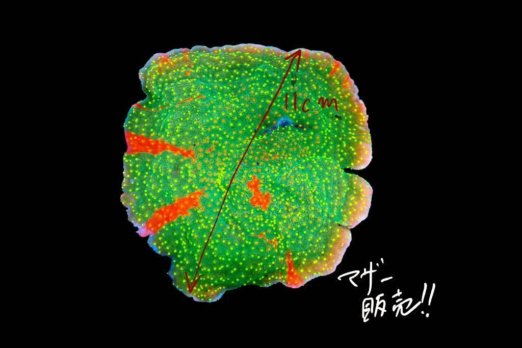 超ビックサイズ■マザー販売■直径11cm■霜降り　Grafted montipora コモンサンゴ、キクメイシ、キッカサンゴ、マメスナ好