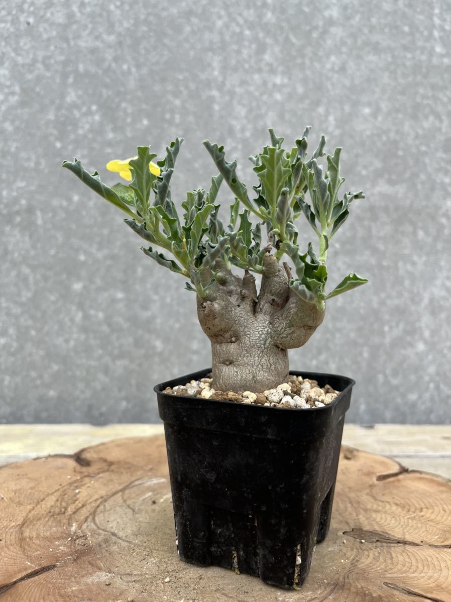 ●プテロディスカス　マカチニエンシス/Pterodiscus makatiniensis①_1