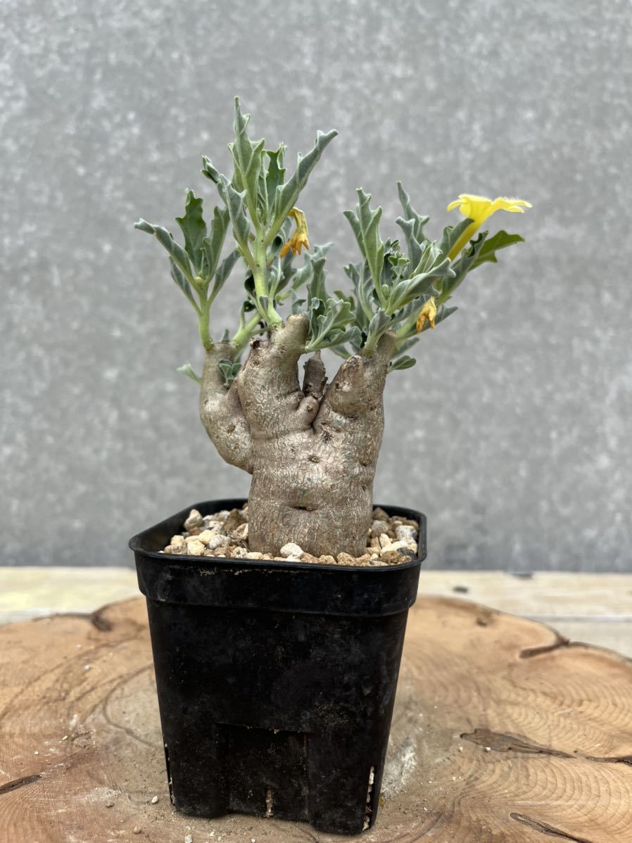 ●プテロディスカス　マカチニエンシス/Pterodiscus makatiniensis①_2