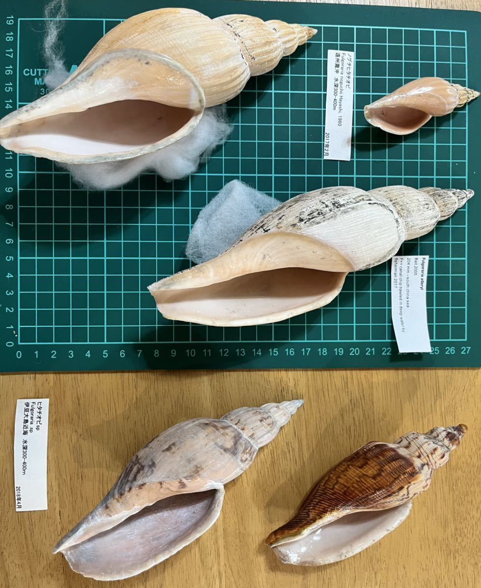 ヒタチオビ セット 貝 貝殻 標本(科学、自然)｜売買されたオークション