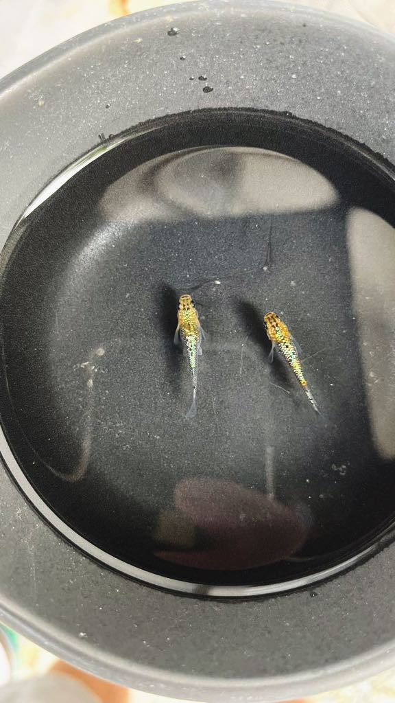 ユリ王メダカ　道三様直系個体産卵中　現物出品です