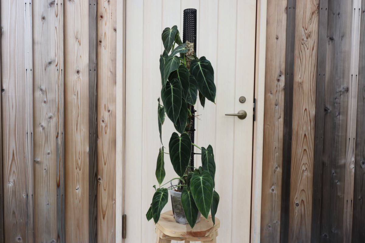 Philodendron Melanochrysum フィロデンドロンメラノクリサム