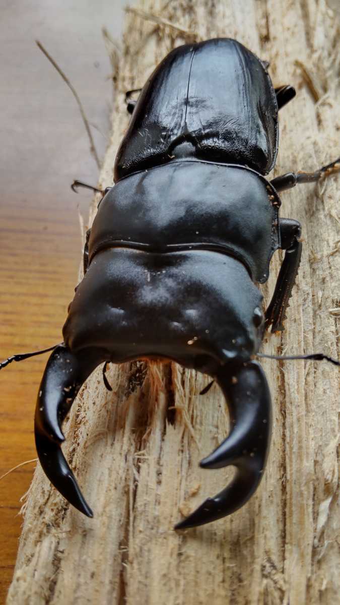 タイワンオオクワガタ南投県産大型個体ペア