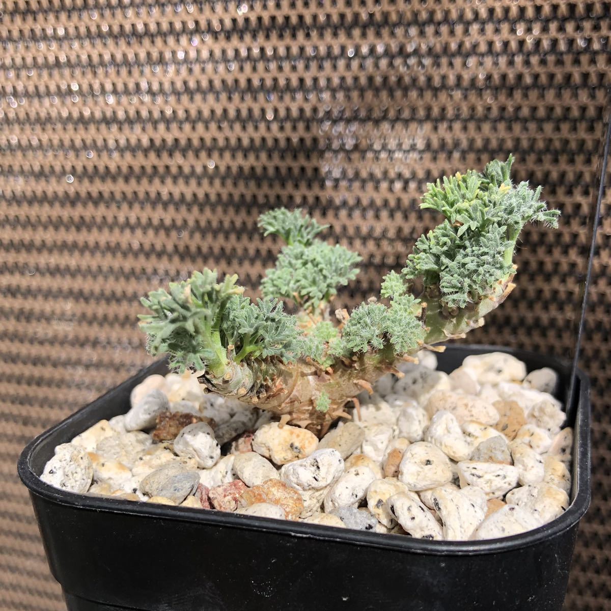 モンソニア ムルチフィダ 国内実生株（サルコカウロン）》塊根植物