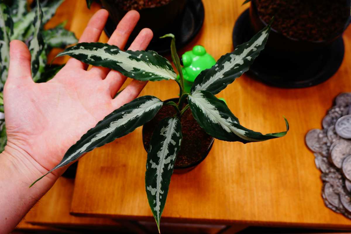 A アグラオネマ Aglaonema pictum LA便 ピクタム Yahoo!オークション