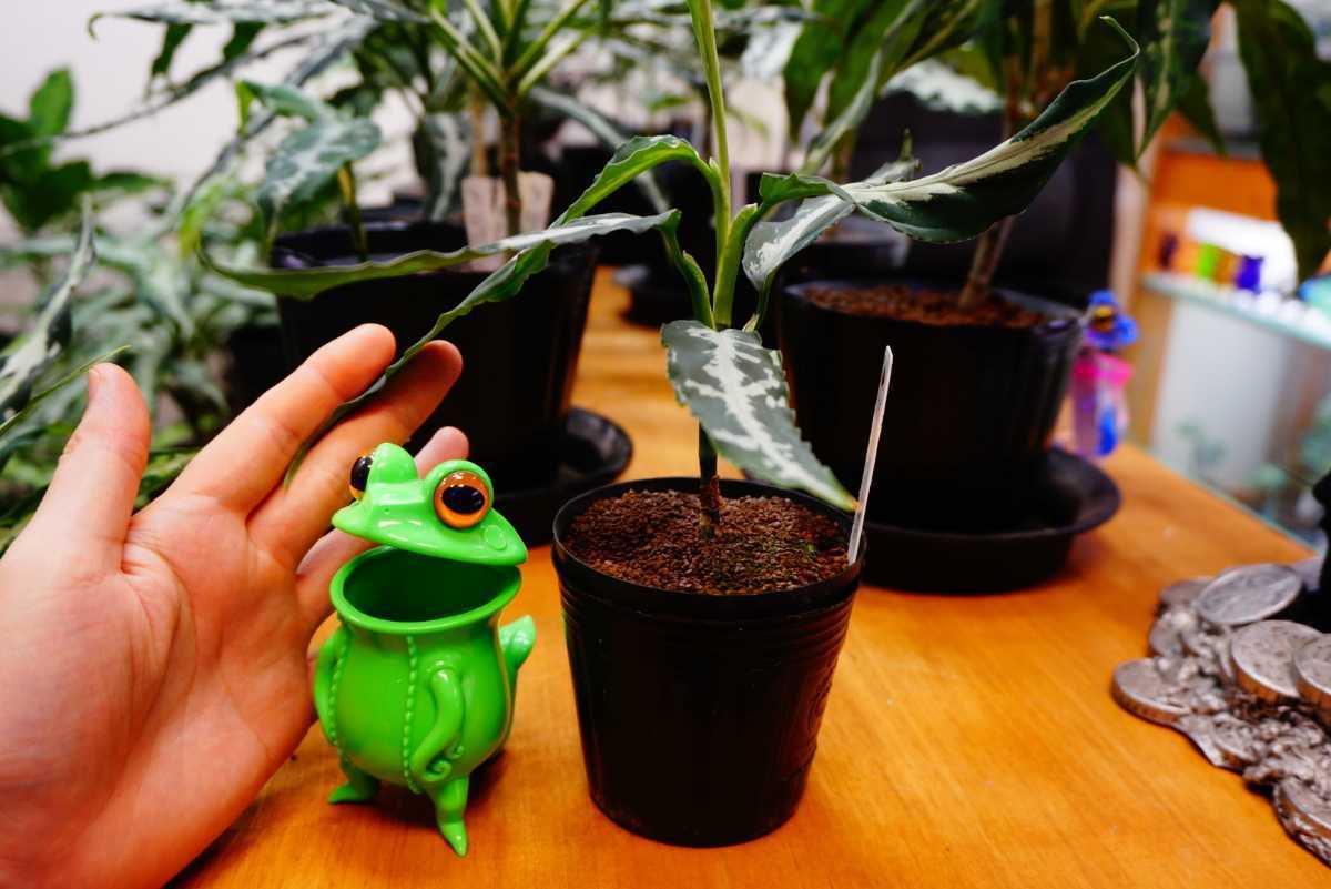 Yahoo!オークション LA便ネームド pictum Aglaonema A 雷切」の落札