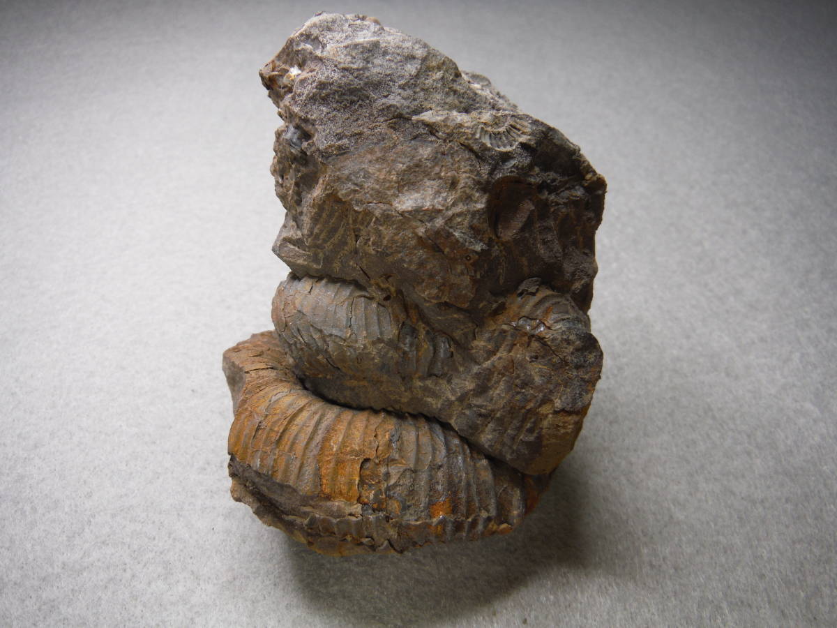 日本産 淡路島 白亜紀アンモナイト化石（ディディモセラス？）(化石