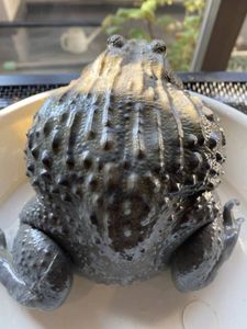 ナンベイウシガエル 7 9センチくらい １匹での価格です Sman3kupang Sch Id