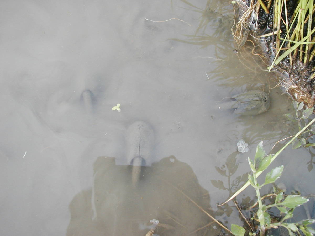 ２０年以上農薬を使わず１０年以上肥料を使わず作ってます　自然栽培の新米コシヒカリ　10キロ　玄米食に最適です