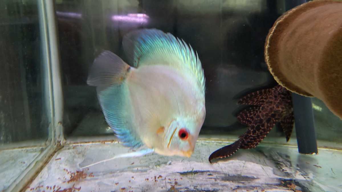 ブルーダイヤモンドディスカス14CM 前後おそらくメス個体？ - 熱帯魚 