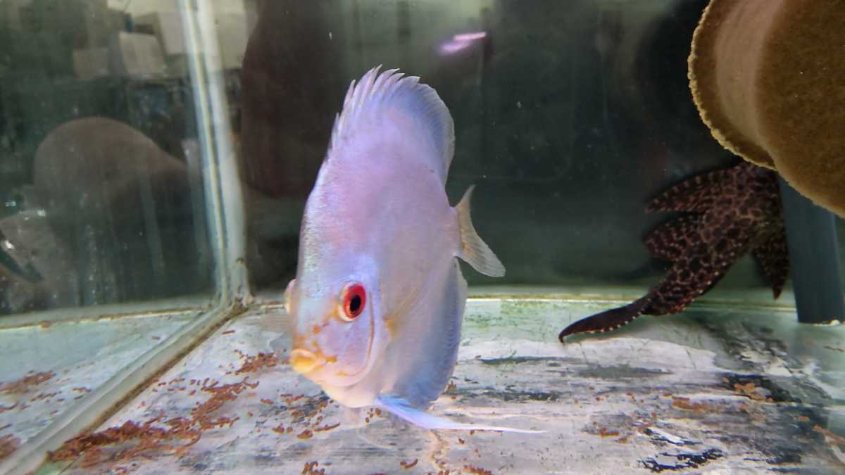 ブルーダイヤモンドディスカス14CM 前後おそらくメス個体？ - 熱帯魚 