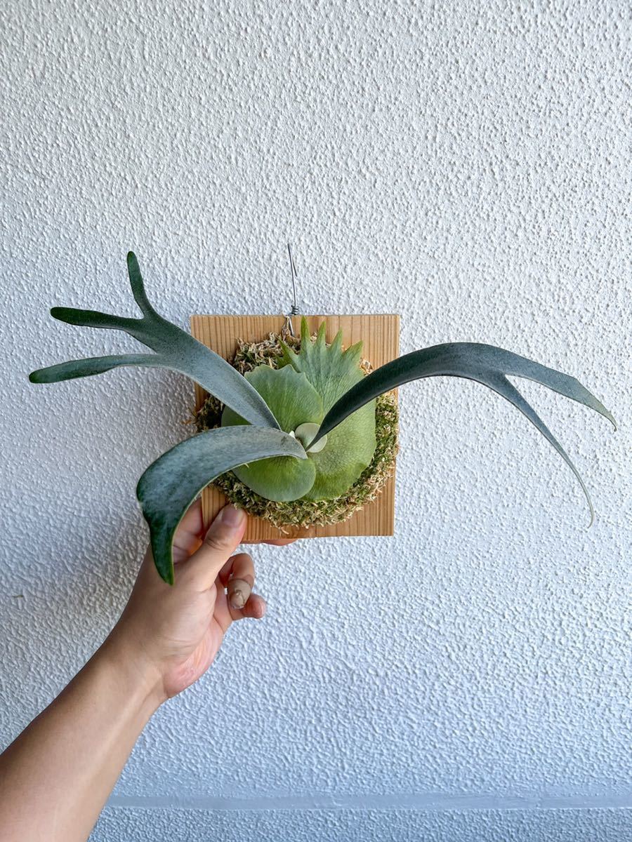 Platycerium 'Rydeen' ビカクシダ コウモリラン 【公式通販】