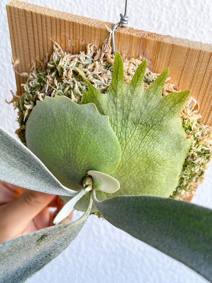 Platycerium 'Rydeen' ビカクシダ コウモリラン 【公式通販】