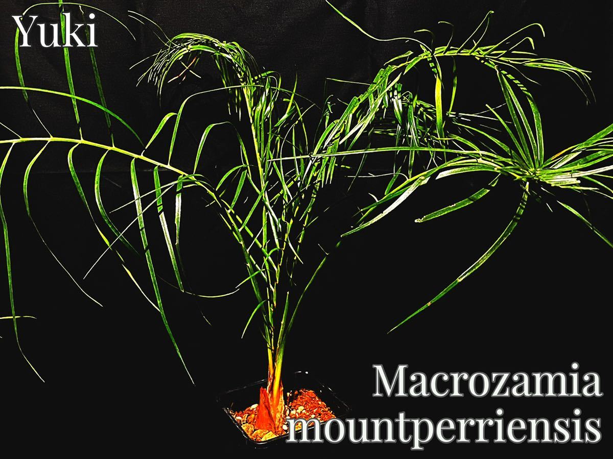 マクロザミア・マウントペリエンシス [ソテツ 1円スタート] Macrozamia mountperiensis