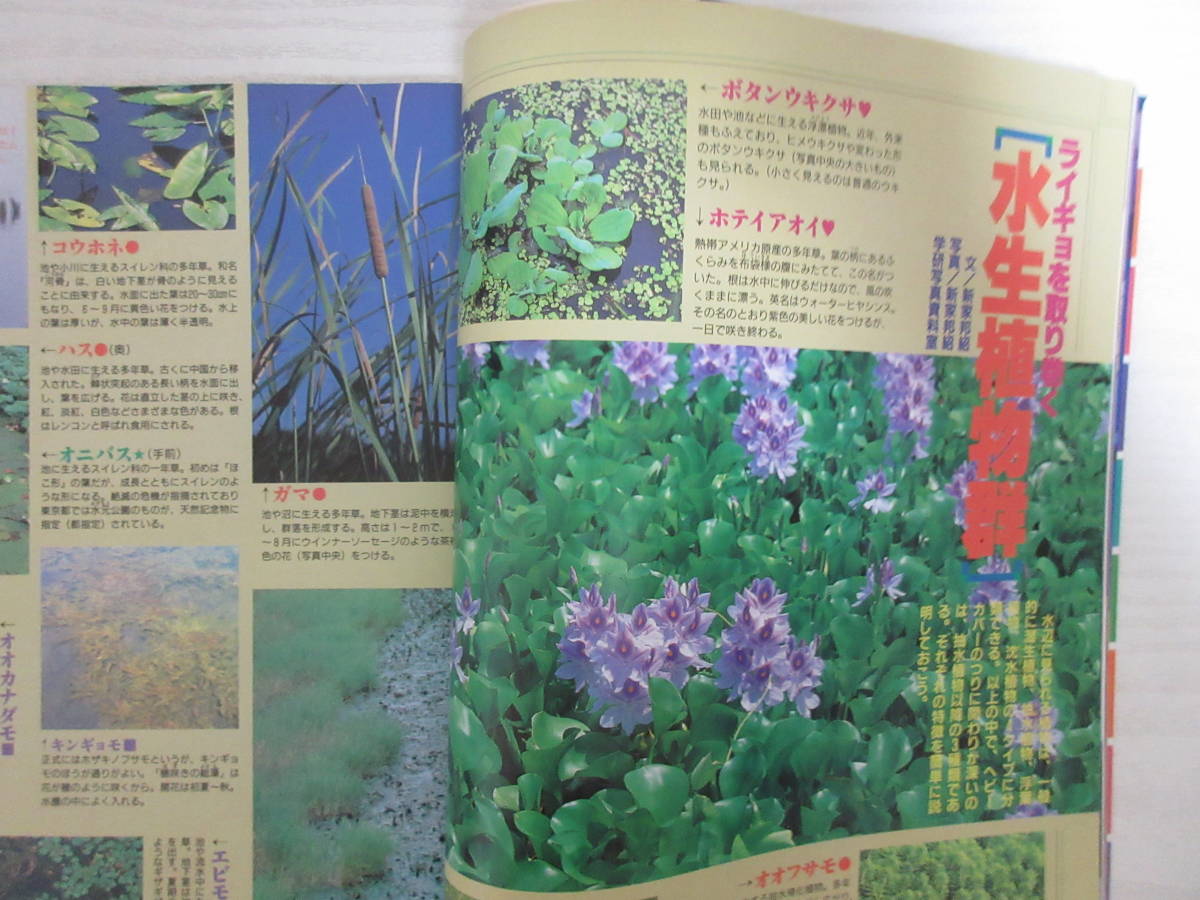 希少】バス&ライギョ全国釣り場ガイド '98 Amazon.co.jp: バス