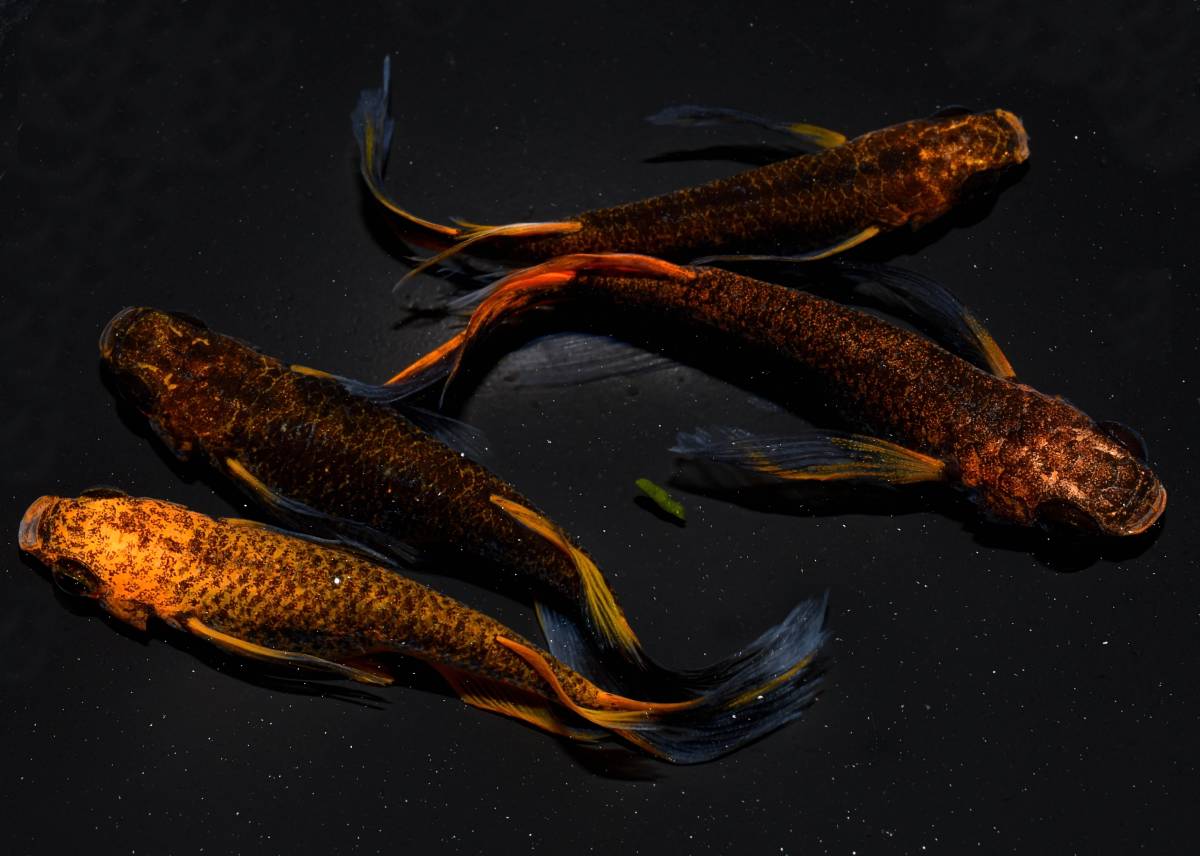 Newリリース！レア！◇◇ ～ 炎獄 × 黒龍の舞 ～ ・ 大きめ稚魚 10匹