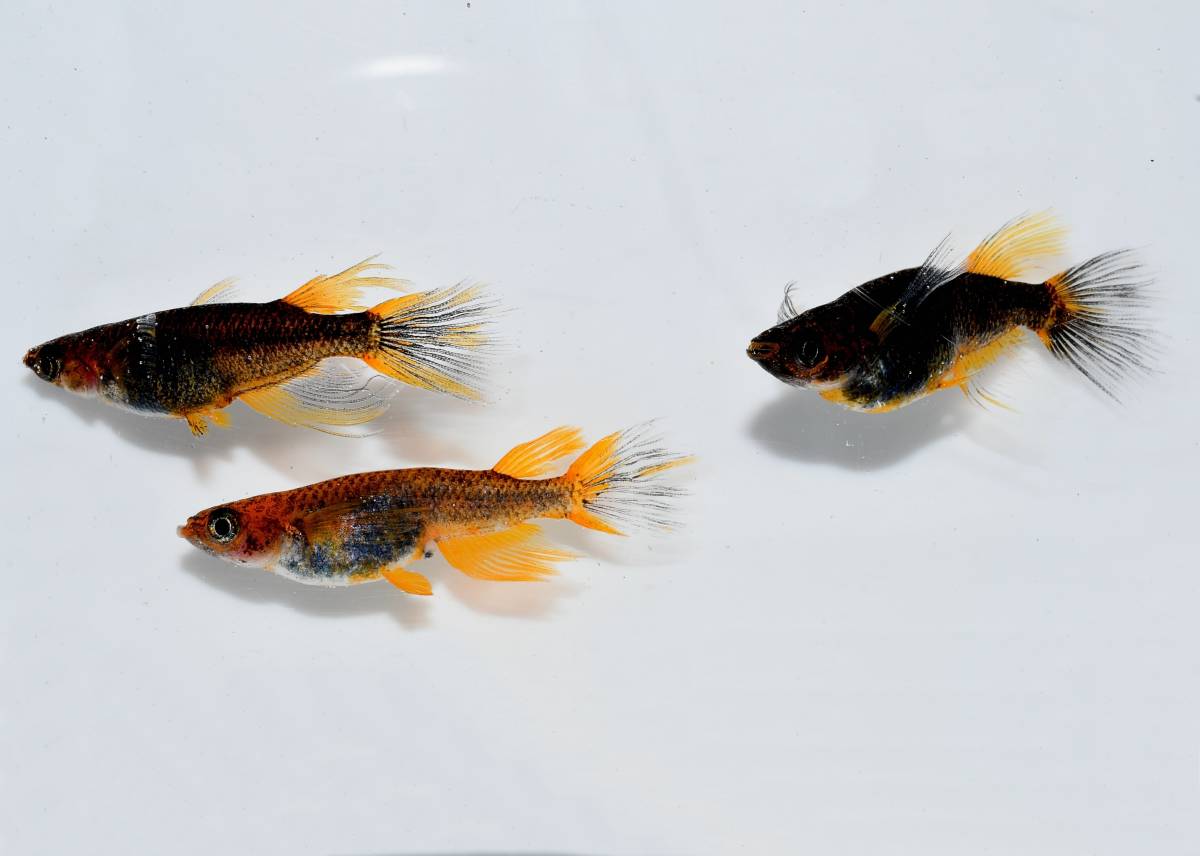 Newリリース!レア!◇◇ ~ 炎獄 × 黒龍の舞 ~ ・ 大きめ稚魚 10匹 Newリリース!レア!◇◇ ~ 炎獄 × 黒龍の舞 ~ ・ 大きめ稚魚 10匹