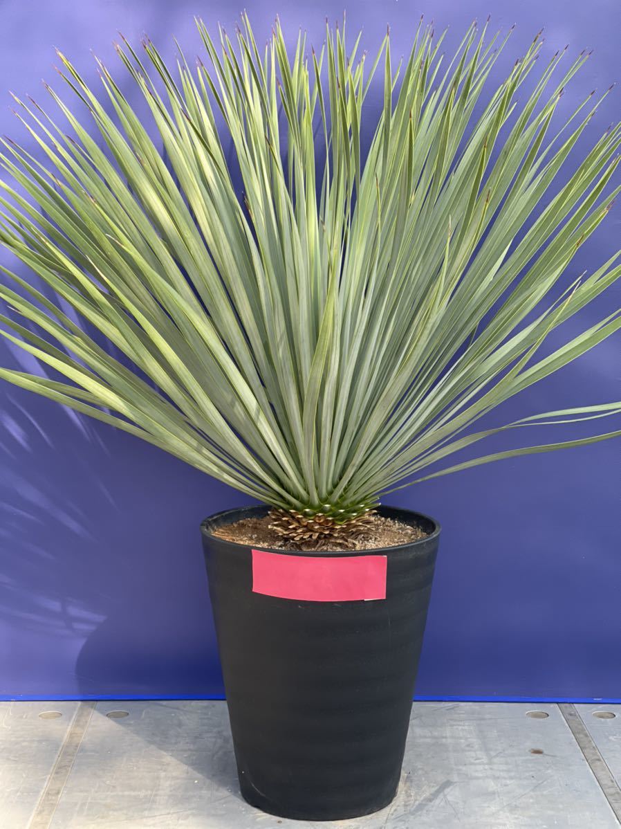 ご好評 国内栽培 ユッカロストラータ Yucca rostrata 厳選の一品 赤
