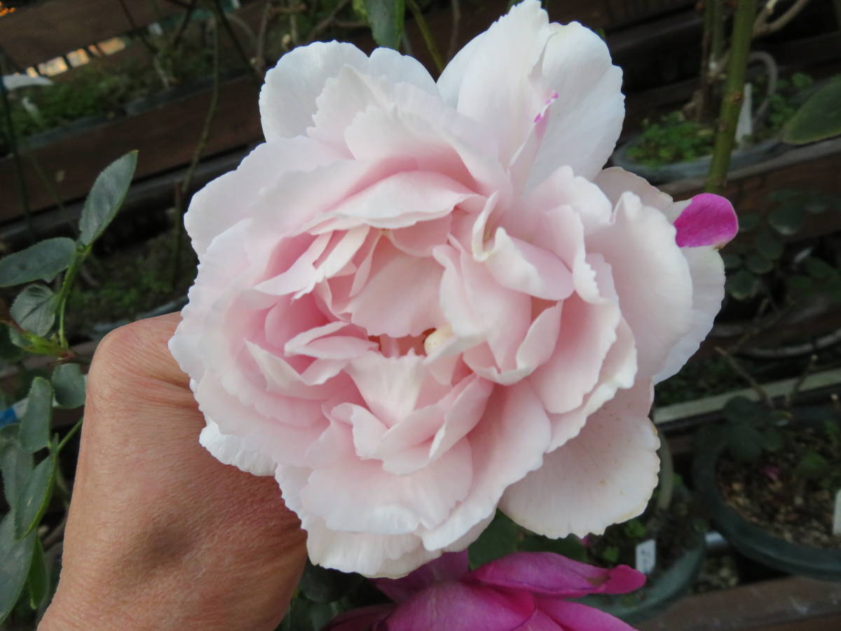 バラ 接木新苗希少 花/蕾付き