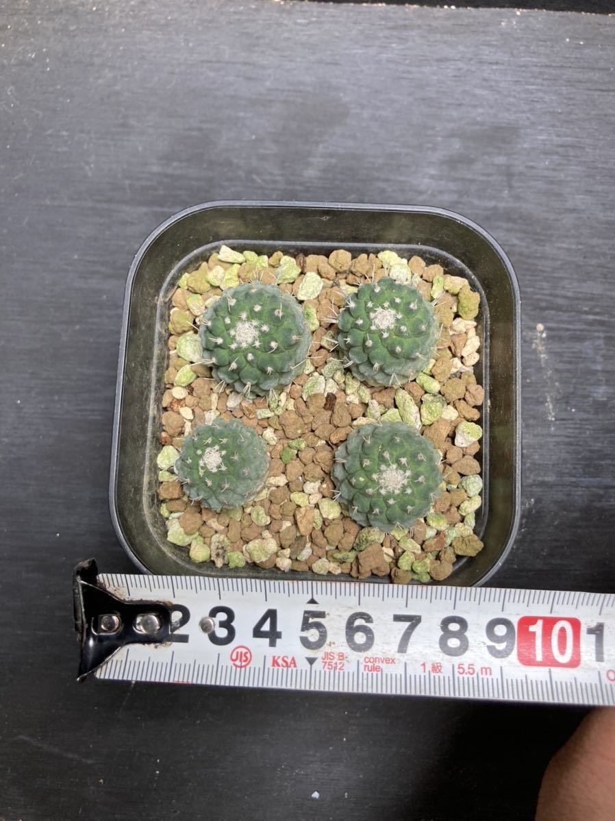 菊水　カキコ　4株セット　発根済み　サボテン