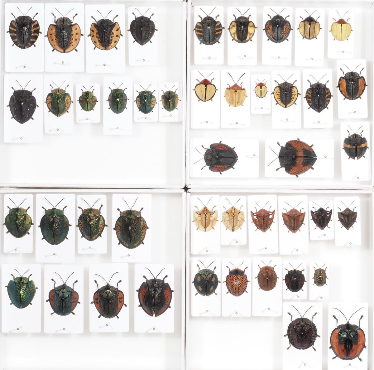 ブローチハムシの一種 Stolas Insect ペルー - 「ブローチ?」ペット