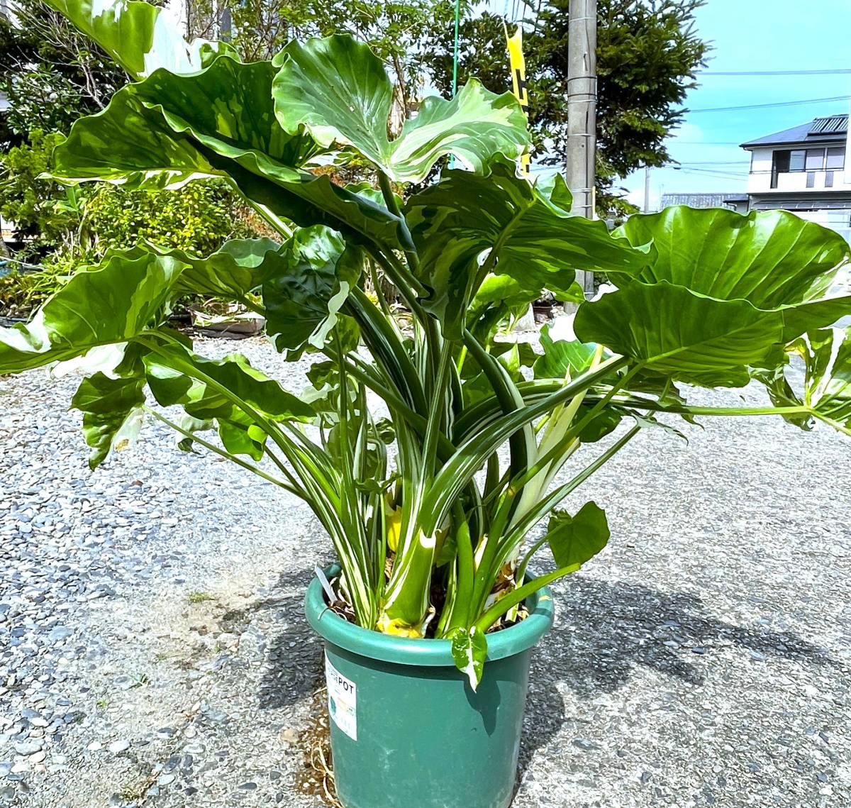 クワズイモ の通販公式 2.5号 豊中市 10号の通販 園芸ネット本店