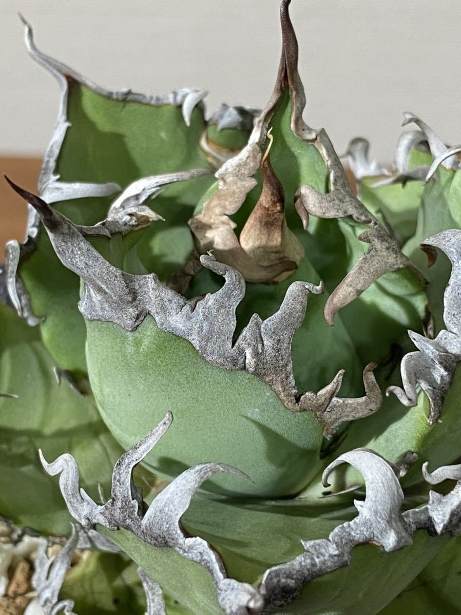 agave-isthmensis-kabutogani-v0-xoga76z07n4h1