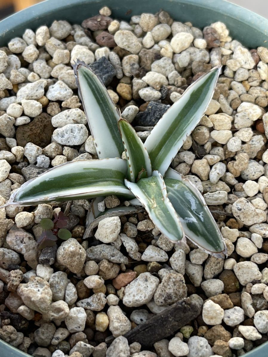 多肉植物 アガベ 笹の雪 氷山極上小株(アガベ)|売買された 多肉植物 アガベ 笹の雪 氷山極上小株(アガベ)|売買された