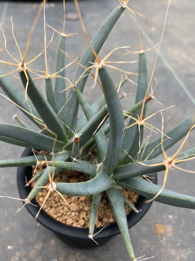  晃山 分頭 Leuchtenbergia principis サボテン(サボテン)｜売買されたオークション情報、yahooの商品情報をアーカイブ公開 - オークファン サボテン
