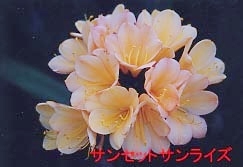 君子蘭 クンシラン Yahoo!オークション - サンライズサンセット 