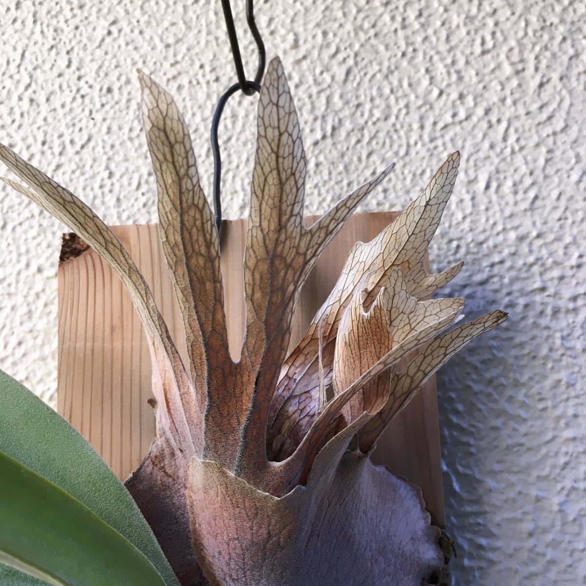 P. Veitchii wild Australia ベイチー ビカクシダ